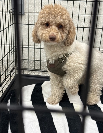 Shelter Stray Male Dog last seen Near Strabridge, 21234, MD, 2490 Giles Rd, Baltimore, MD 21225, USA