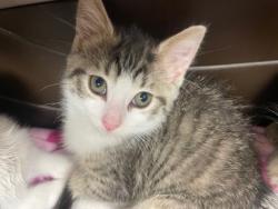 Shelter Stray Female Cat last seen Near Illinois ave, Lucas County, OH, 827 Illinois Ave, Maumee, OH 43537, USA