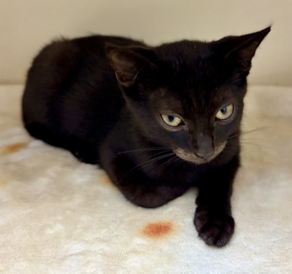 Shelter Stray Male Cat last seen Redan Rd, Stone Mountain, GA 30083, 30083, GA, 3280 Chamblee Dunwoody Rd, Chamblee, GA 30341, USA