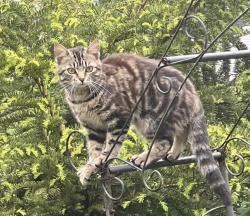 Lost Female Cat last seen Markets street Boardman, Youngstown, OH 44512
