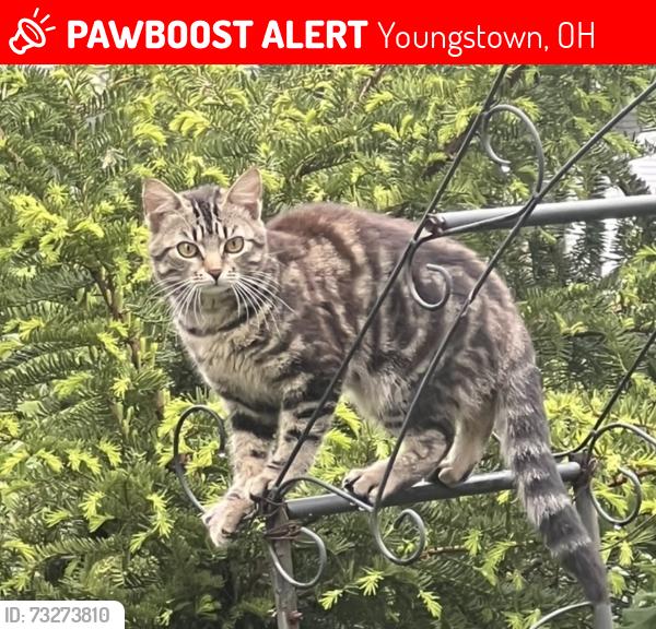 Lost Female Cat last seen Markets street Boardman, Youngstown, OH 44512
