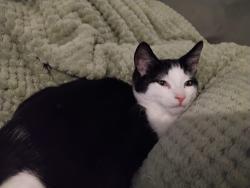 Reunited Male Cat last seen Factory behind the hse he went missing from and a river close by, Lancashire, England 