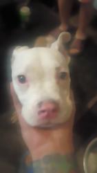 Reunited Female Dog last seen Talbert St, Cincinnati, OH 45205, USA, Cincinnati, OH 45205