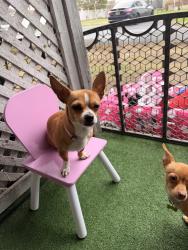 Reunited Female Dog last seen Cliff st Pittston pa, Pittston, PA 18640