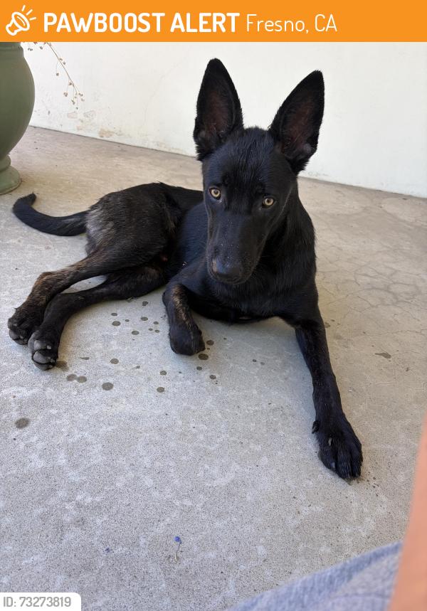 Found/Stray Male Dog last seen Weldon & Adoline, Fresno, CA 93704
