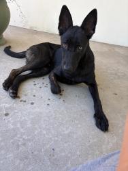 Found/Stray Male Dog last seen Weldon & Adoline, Fresno, CA 93704