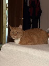 Lost Male Cat last seen Hames rd, Watsonville, CA 95076