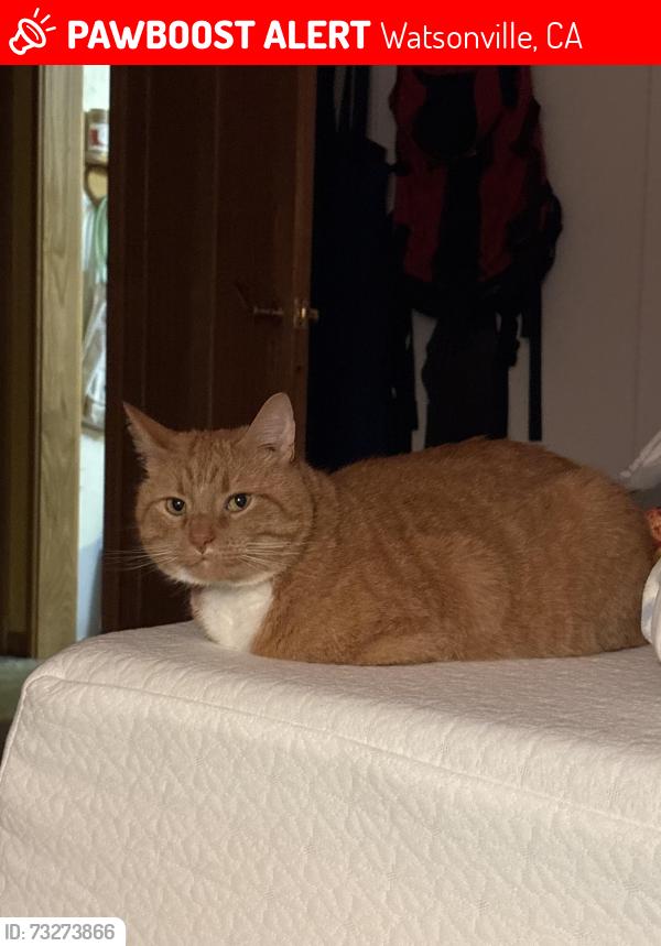 Lost Male Cat last seen Hames rd, Watsonville, CA 95076