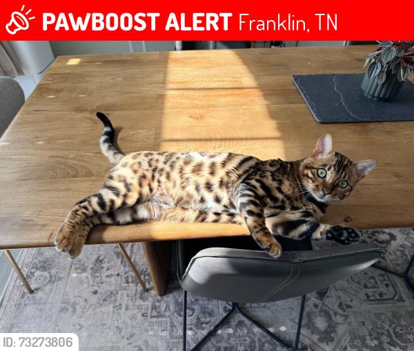 Lost Male Cat last seen Liberty Pike, McEwen Shopping center, Franklin, TN 37067