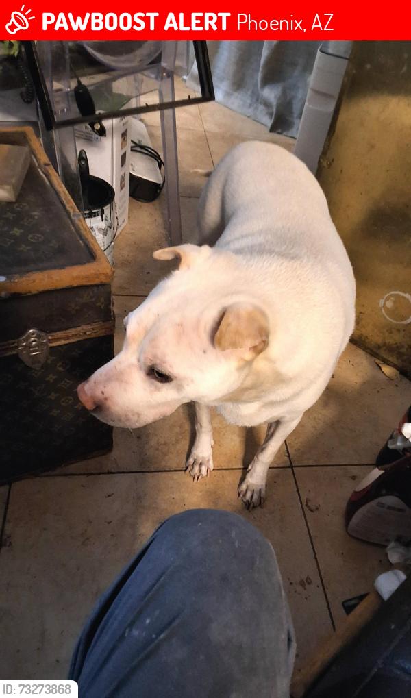 Lost Male Dog last seen 39th Drive / Camelback Road, Phoenix, AZ 85019