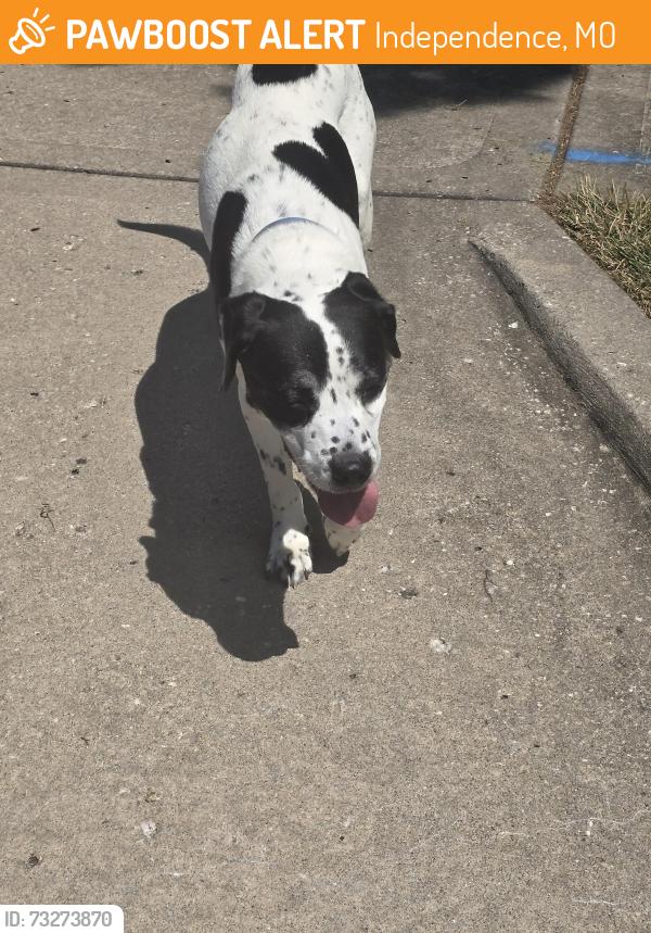 Found/Stray Male Dog last seen 27th and Ringo, Independence, MO 64057