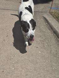Found/Stray Male Dog last seen 27th and Ringo, Independence, MO 64057