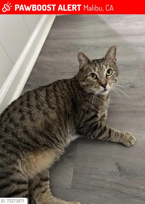 Lost Male Cat last seen On the corner of space number 81 in the point dume club, Malibu, CA 90265