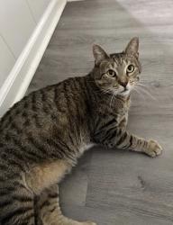 Lost Male Cat last seen On the corner of space number 81 in the point dume club, Malibu, CA 90265