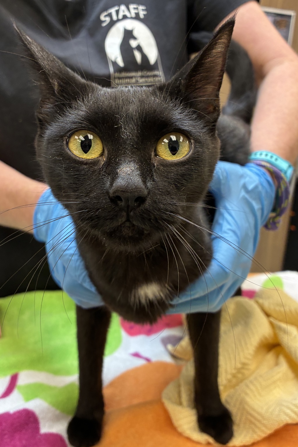 Shelter Stray Female Cat last seen Kelley Point Park, PORTLAND, OR, 97203, 1700 W Historic Columbia River Hwy, Troutdale, OR 97060, USA
