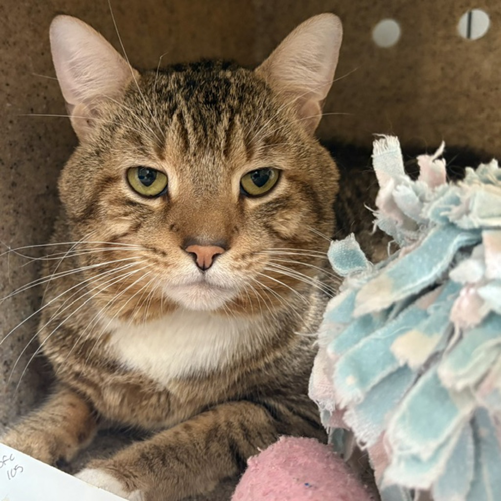 Shelter Stray Male Cat last seen NW 13th and NW Raleigh St, PORTLAND, OR, 97209, 1700 W Historic Columbia River Hwy, Troutdale, OR 97060, USA