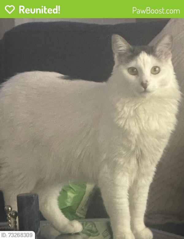 Reunited Female Cat last seen Near Arizona Ave Santa Monnica, CA, Santa Monica, CA 90404