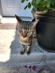 Reunited Male Cat last seen Applevillage Court SE, Calgary, AB 