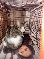 Shelter Stray Male Cat last seen Near Rodeo Drive, AUSTIN, TX, 78727, 7201 Levander Loop bldg a, Austin, TX 78702, USA