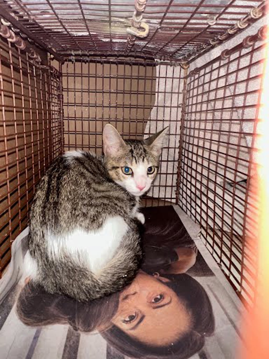 Shelter Stray Male Cat last seen Near Rodeo Drive, AUSTIN, TX, 78727, 7201 Levander Loop bldg a, Austin, TX 78702, USA