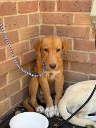 Shelter Stray Male Dog last seen Walnut Creek Metro Trail, AUSTIN, TX, 78758, 7201 Levander Loop bldg a, Austin, TX 78702, USA