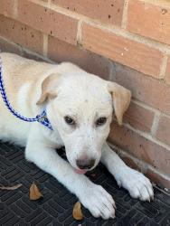 Shelter Stray Male Dog last seen Walnut Creek Metro Trail, AUSTIN, TX, 78758, 7201 Levander Loop bldg a, Austin, TX 78702, USA