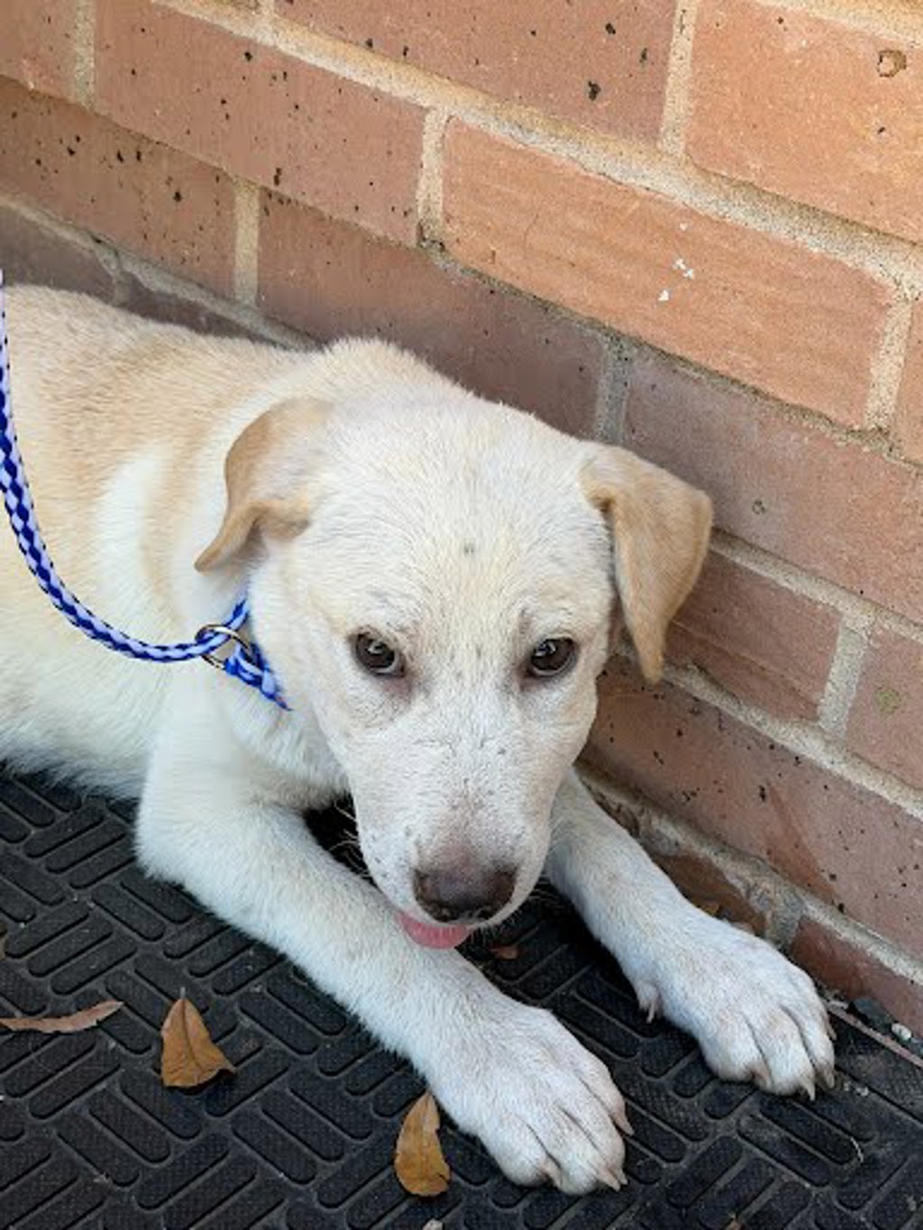 Shelter Stray Male Dog last seen Walnut Creek Metro Trail, AUSTIN, TX, 78758, 7201 Levander Loop bldg a, Austin, TX 78702, USA
