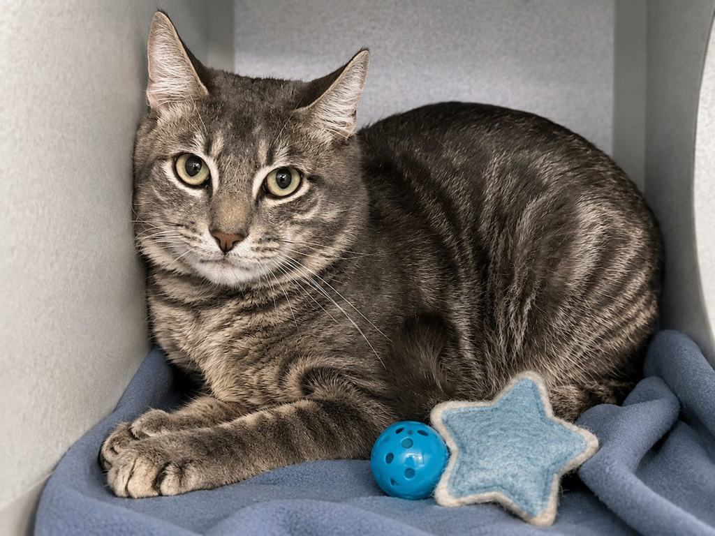 Shelter Stray Male Cat last seen Near 89 Avenue, JAMAICA, NY, 11432, 326 E 110th St, New York, NY 10029, USA