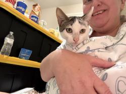 Lost Female Cat last seen Near Franie Ln, Arlington, TN 38002