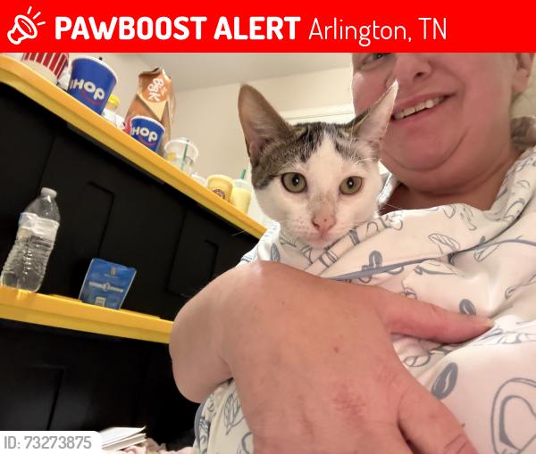 Lost Female Cat last seen Near Franie Ln, Arlington, TN 38002