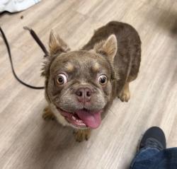 Shelter Stray Male Dog last seen Shadowridge Drive, Vista, CA, 92081, Oceanside, CA 92058, USA