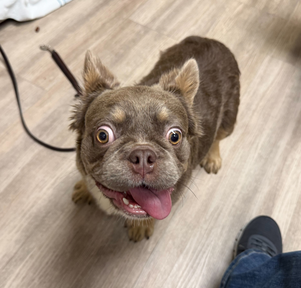 Shelter Stray Male Dog last seen Shadowridge Drive, Vista, CA, 92081, Oceanside, CA 92058, USA