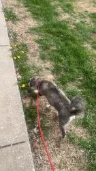 Reunited Male Dog last seen Sunset Woodland Apts 2741 S Nettleton Ave Apt D 105 Springfield, Springfield, MO 65807
