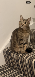Reunited Female Cat last seen Langton Avenue, Greater London, England 