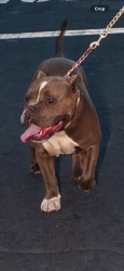 Lost Male Dog last seen B st Antioch ca, Antioch, CA 94509