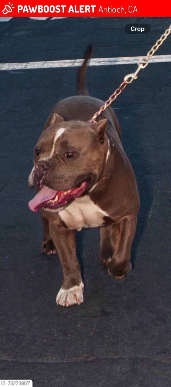 Lost Male Dog last seen B st Antioch ca, Antioch, CA 94509