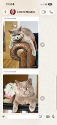 Lost Male Cat last seen Green lane shops, West Midlands, England B36 9LL