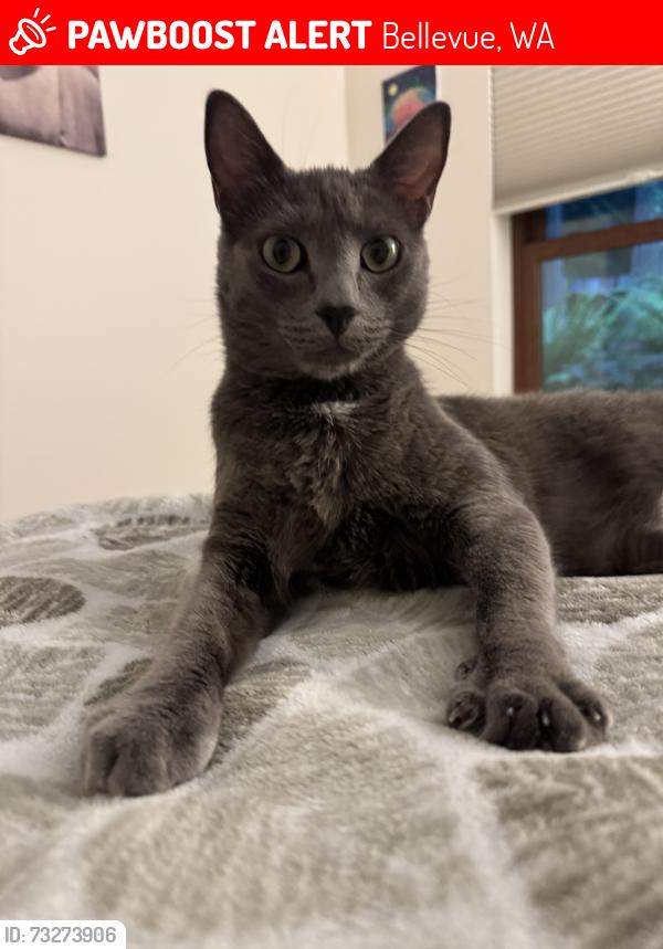 Lost Male Cat last seen Near cherry crest elementary school in a green space down the hill, Bellevue, WA 98005
