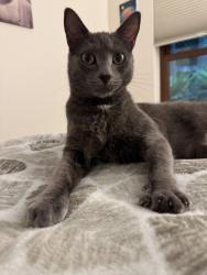 Lost Male Cat last seen Near cherry crest elementary school in a green space down the hill, Bellevue, WA 98005