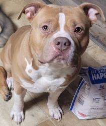 Reunited Male Dog last seen Olson & portland, Youngstown, OH 44509