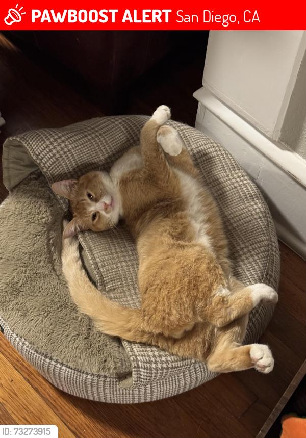 Lost Male Cat last seen Guizot and Long Branch, San Diego, CA 92107