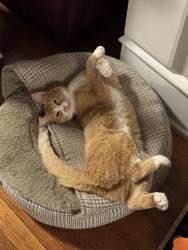 Lost Male Cat last seen Guizot and Long Branch, San Diego, CA 92107