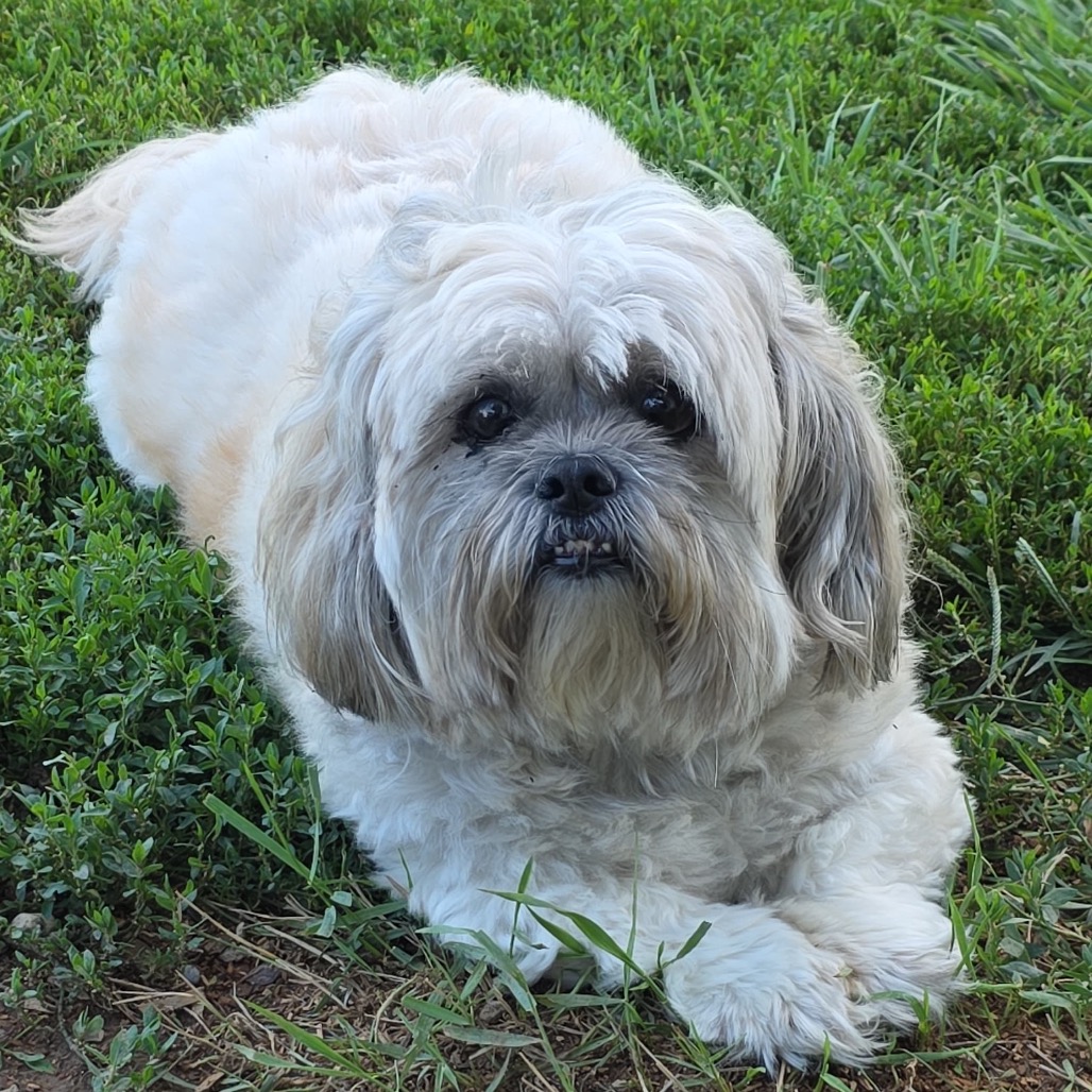 Shelter Stray Female Dog last seen , 825 W Jefferson St, Tipton, IN 46072, USA