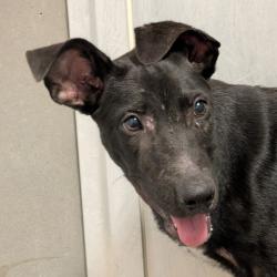 Shelter Stray Male Dog last seen , 328 Furman Hall Rd, Greenville, SC 29609, USA