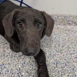 Shelter Stray Female Dog last seen , 328 Furman Hall Rd, Greenville, SC 29609, USA