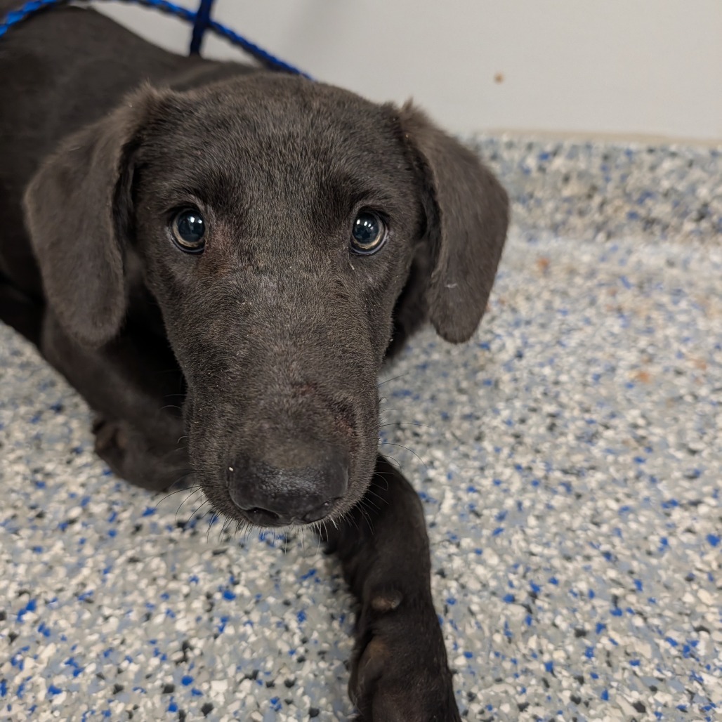 Shelter Stray Female Dog last seen , 328 Furman Hall Rd, Greenville, SC 29609, USA