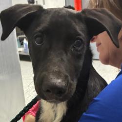 Shelter Stray Male Dog last seen , 328 Furman Hall Rd, Greenville, SC 29609, USA