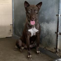 Shelter Stray Female Dog last seen , 2451 N Expressway 281, Edinburg, TX 78541, USA