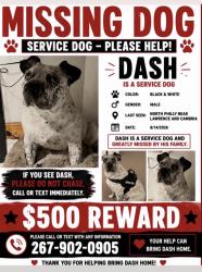 Lost Male Dog last seen Lawrence an cambria, Philadelphia, PA 19140