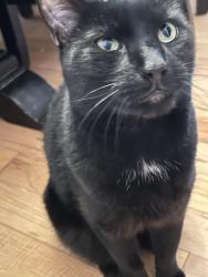Reunited Male Cat last seen Bridge street & main street, Lumberton Township, NJ 08048
